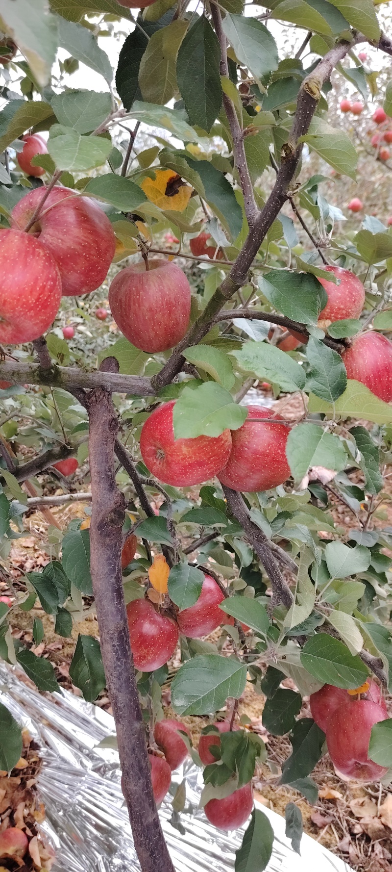 汉源糖心苹果/四川糖心苹果产地直供大量有货可视频看货