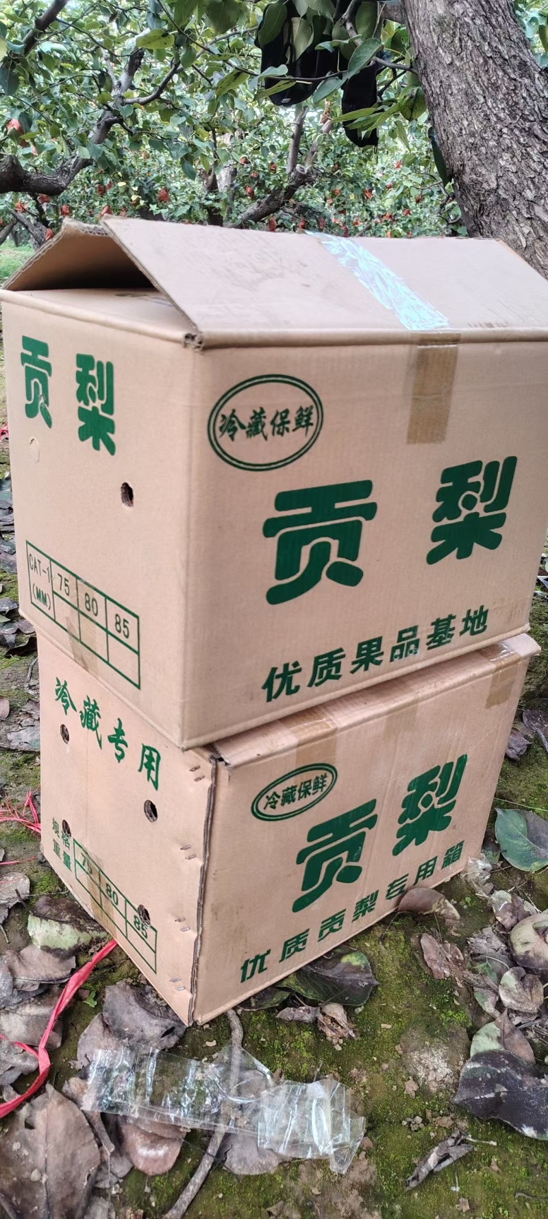 贡梨，酥梨