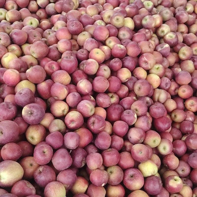 汉源冰糖心苹果/四川冰糖心苹果对接超市批发市场日产量3万