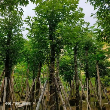 阴香8-10