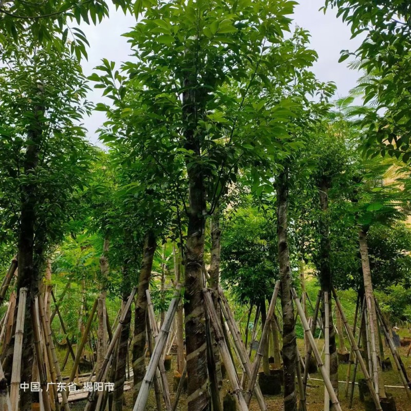 阴香8-10