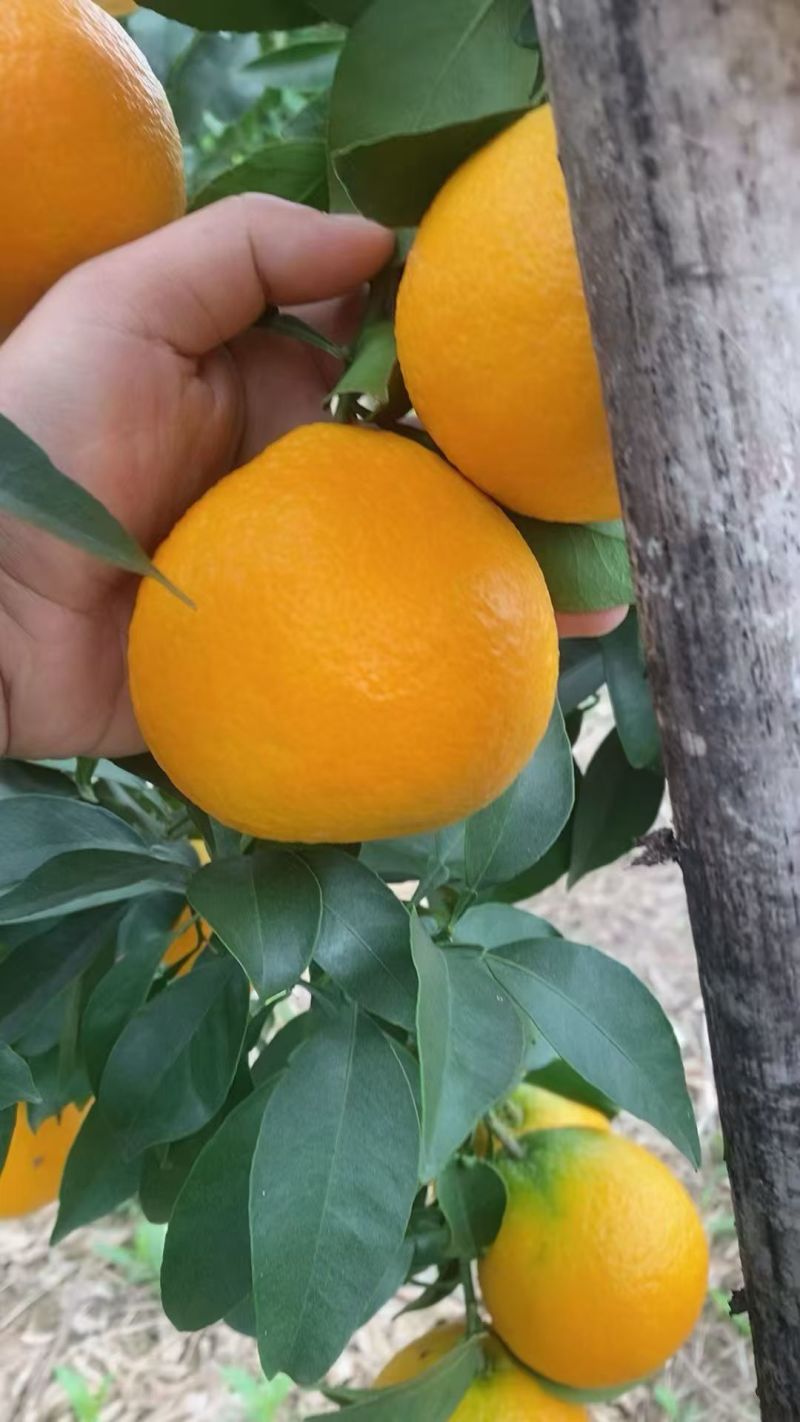 爱媛大量成熟，有想法的老板欢迎对接，