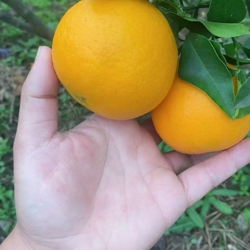 爱媛大量成熟，有想法的老板欢迎对接，