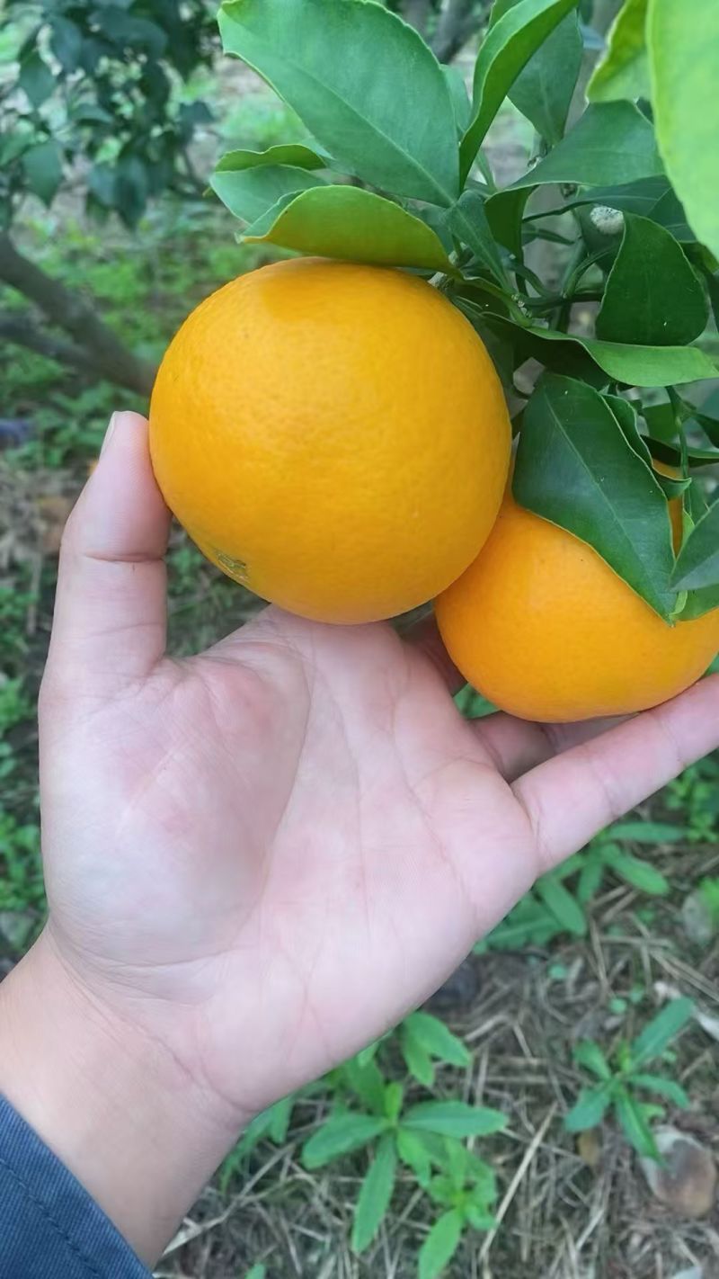 爱媛大量成熟，有想法的老板欢迎对接，