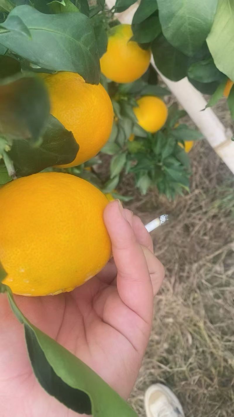爱媛大量成熟，有想法的老板欢迎对接，