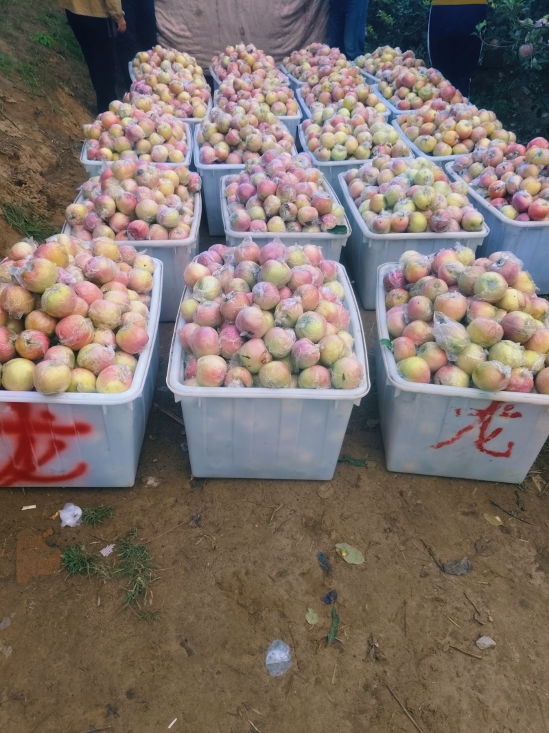 沙土地糖心红富士苹果大量上市大量批发，果肉大黄肉脆甜多汁