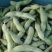 温岭大豆上市精品