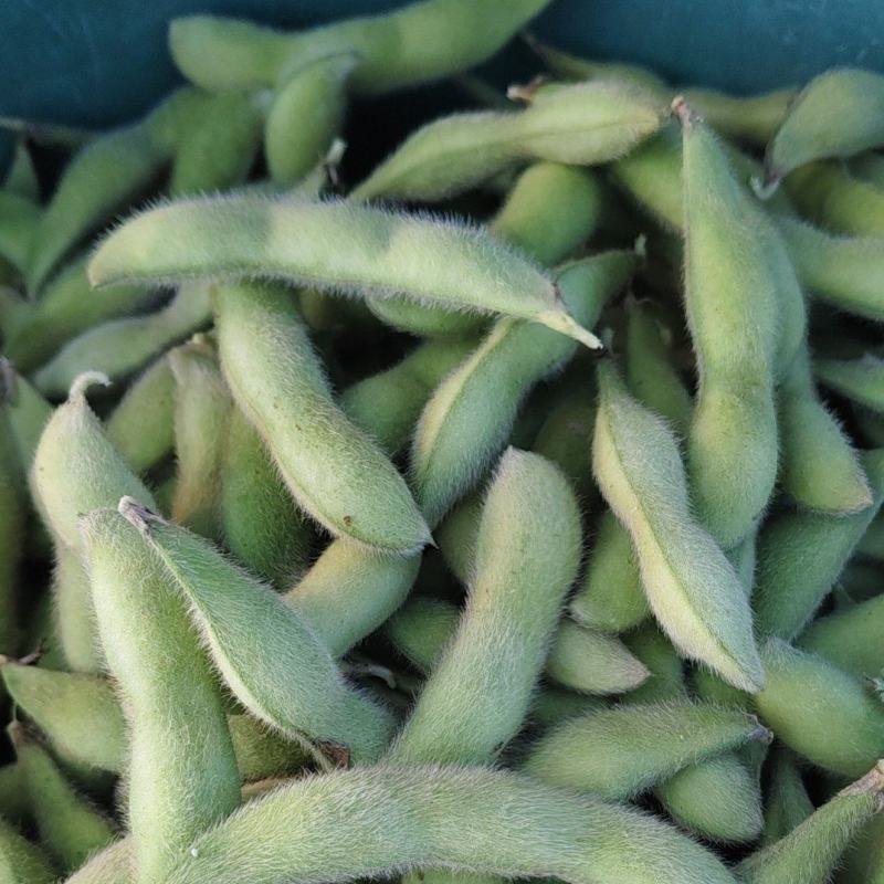 温岭大豆上市精品