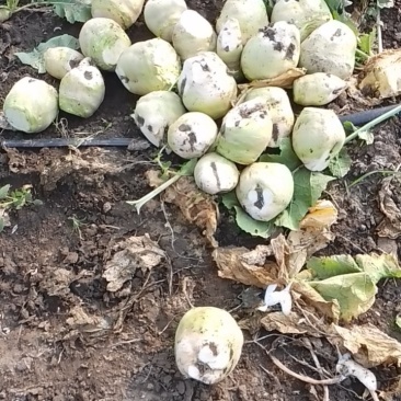 北京农科院杂交小英芥菜1