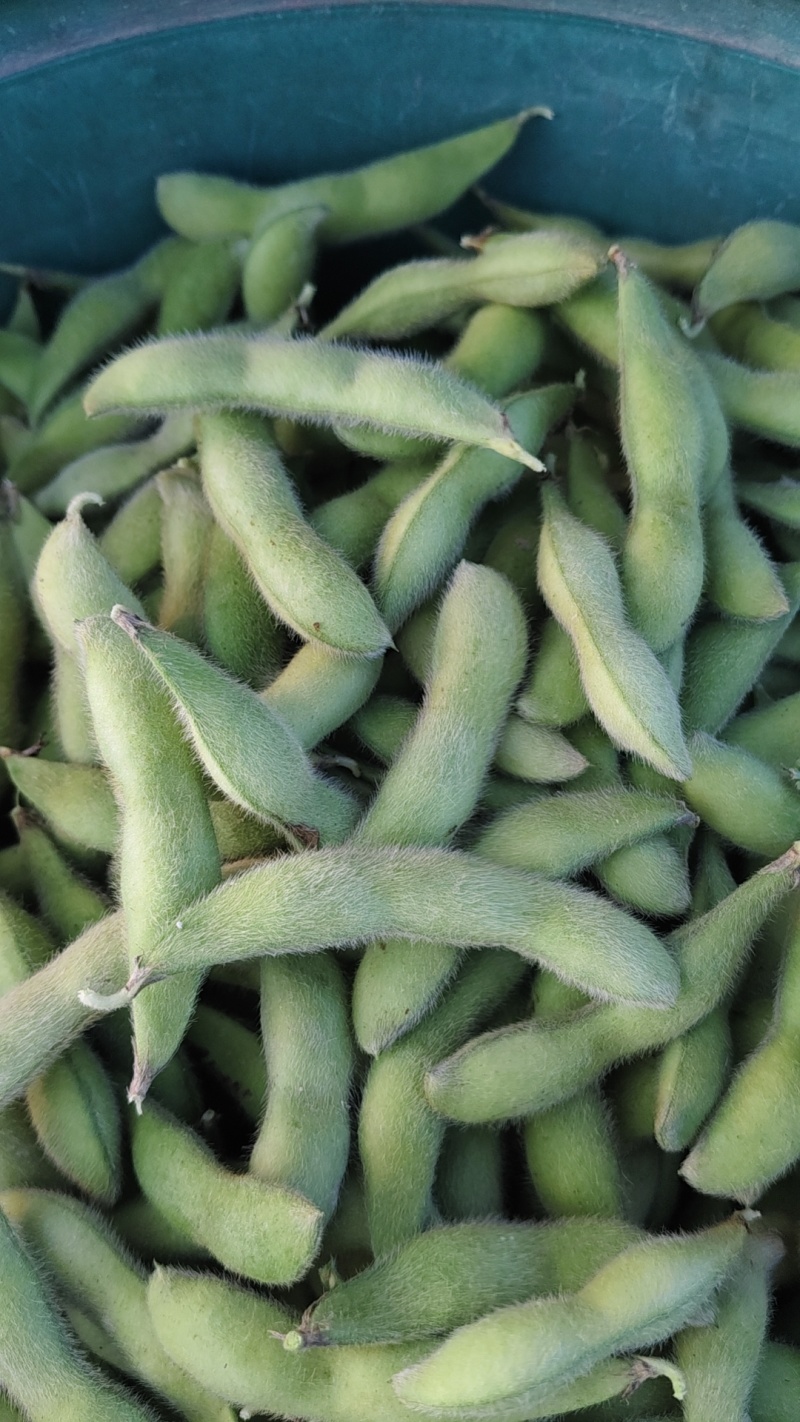 温岭大豆上市精品