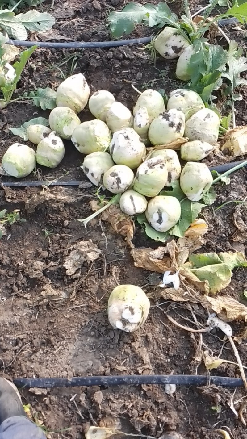 北京农科院杂交小英芥菜1
