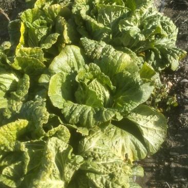 自家种植包芯大白菜，质量上承、价格合理，欢迎来电洽谈和作