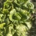 自家种植包芯大白菜，质量上承、价格合理，欢迎来电洽谈和作