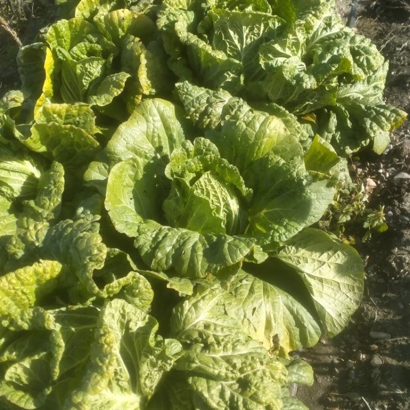 自家种植包芯大白菜，质量上承、价格合理，欢迎来电洽谈和作