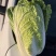 玲珑黄白菜