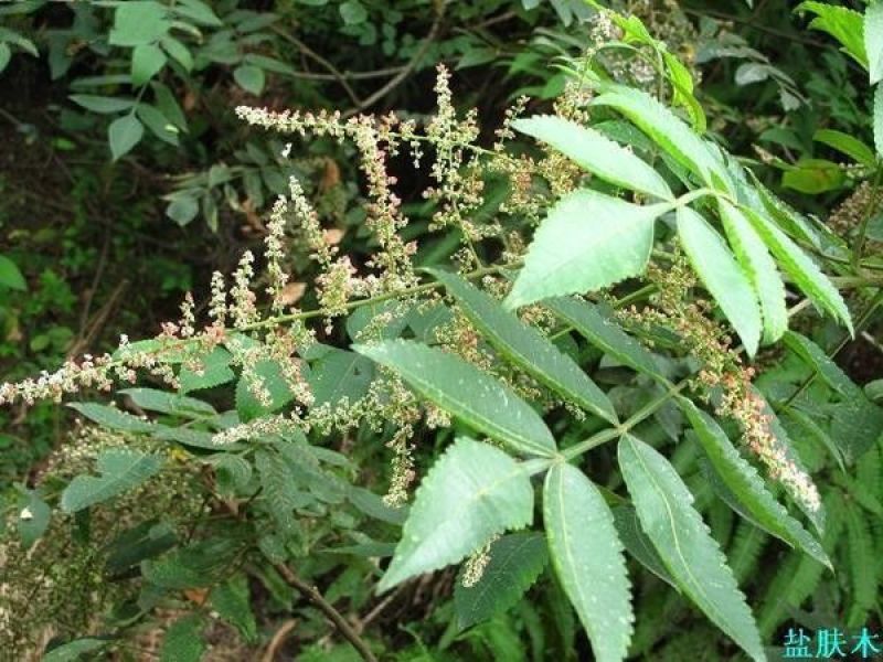 火炬种子加拿大新采苗木树种火炬树种子包邮