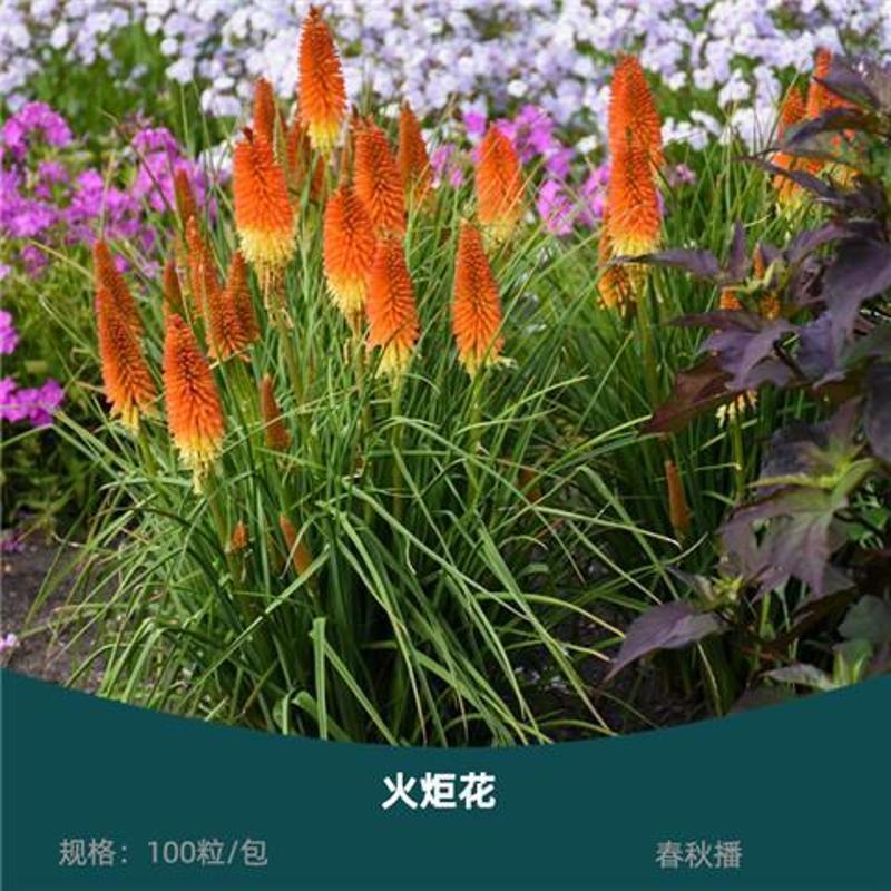 火炬种子加拿大新采苗木树种火炬树种子包邮