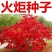 火炬种子加拿大新采苗木树种火炬树种子包邮