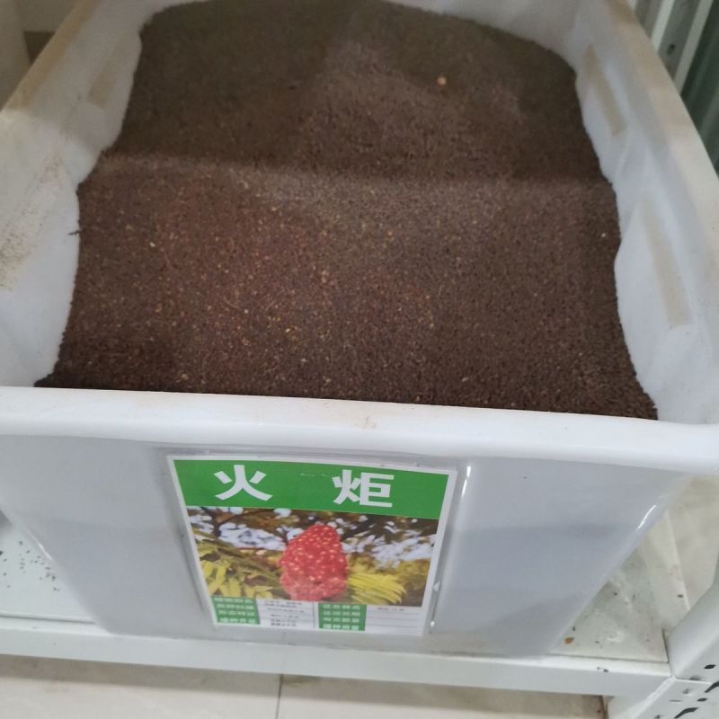 火炬种子加拿大新采苗木树种火炬树种子包邮