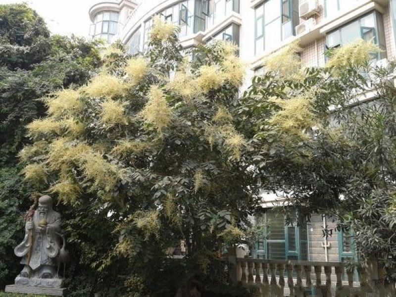 火炬种子加拿大新采苗木树种火炬树种子包邮