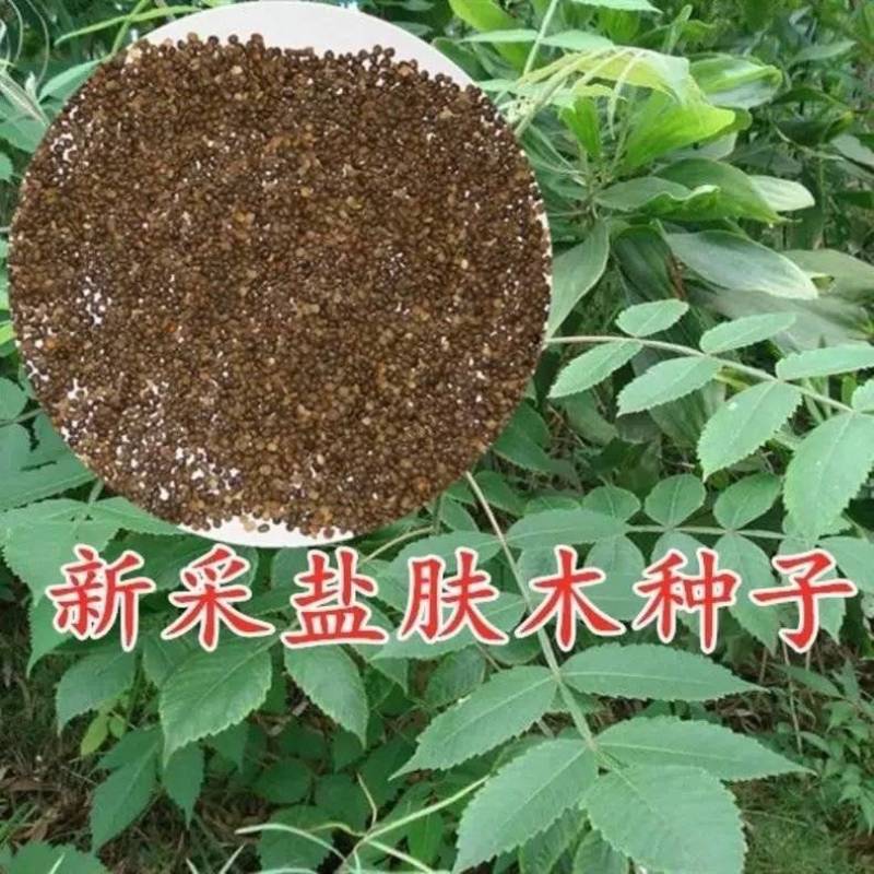 盐肤木种子蜜源树种子别名五倍子种子花木林木苗木种子