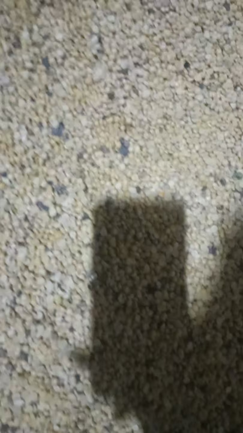 东北非转基因黄豆瓣