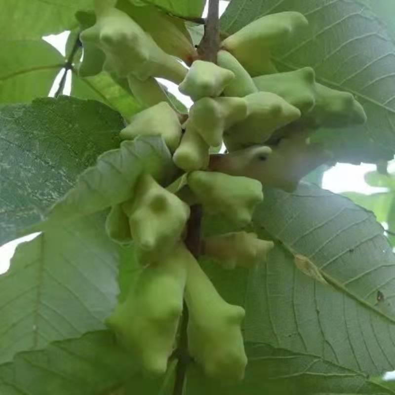 盐肤木种子蜜源树种子别名五倍子种子花木林木苗木种子