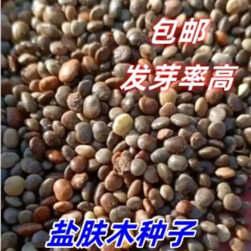 盐肤木种子蜜源树种子别名五倍子种子花木林木苗木种子