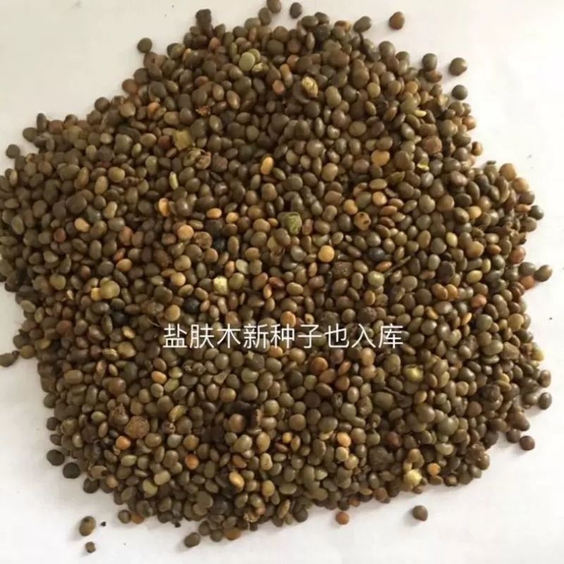 盐肤木种子蜜源树种子别名五倍子种子花木林木苗木种子