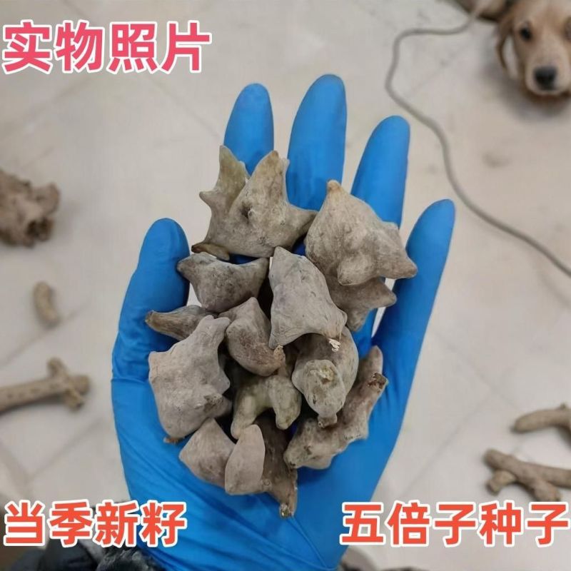盐肤木种子蜜源树种子别名五倍子种子花木林木苗木种子