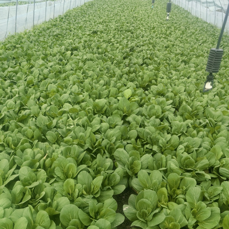 精品上海青，常年供应，质量保证，一手货源，全国发货