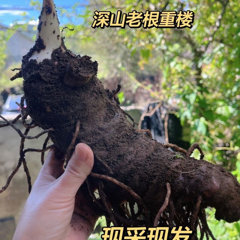 云南滇重楼，七叶一枝花（林下野生现采现挖）滇重楼