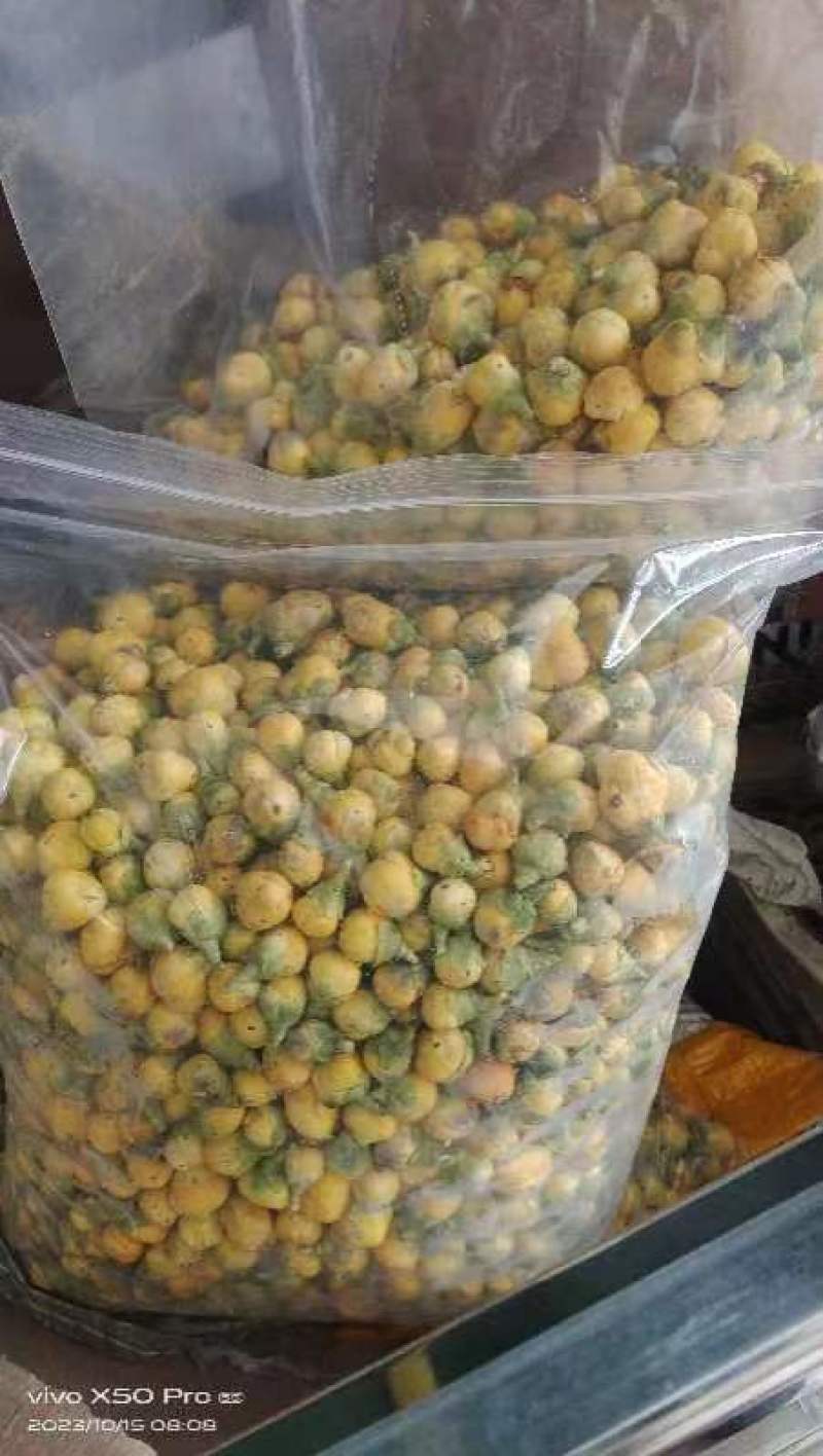 金花茶花苞花骨