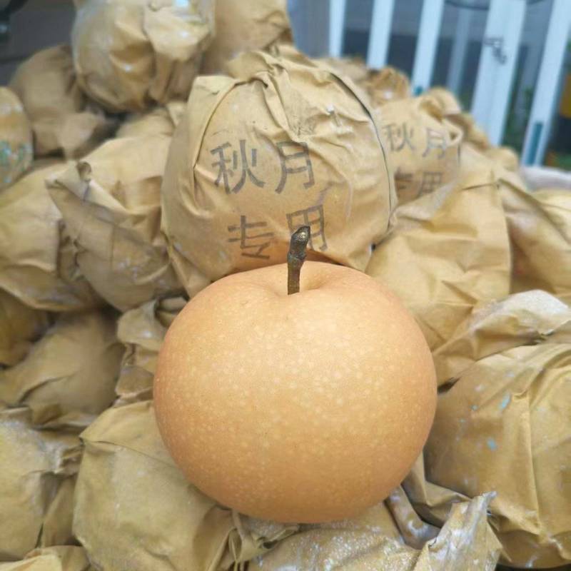 正宗秋月梨5-6毛每斤，货源充足，量大可优惠