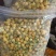 金花茶花苞花骨