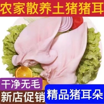 猪耳朵/鲜猪耳朵现货//欢迎选购