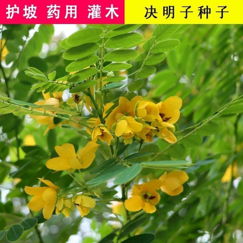 矿山道路种子伞房决明土工格室喷播草籽灌木种籽公路护坡草