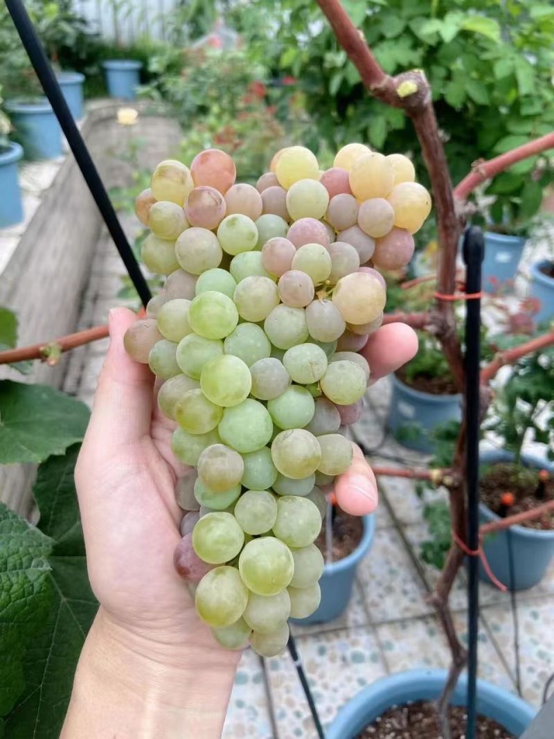 高效早熟葡萄，寒香蜜，树势强，结果率高，天然无核