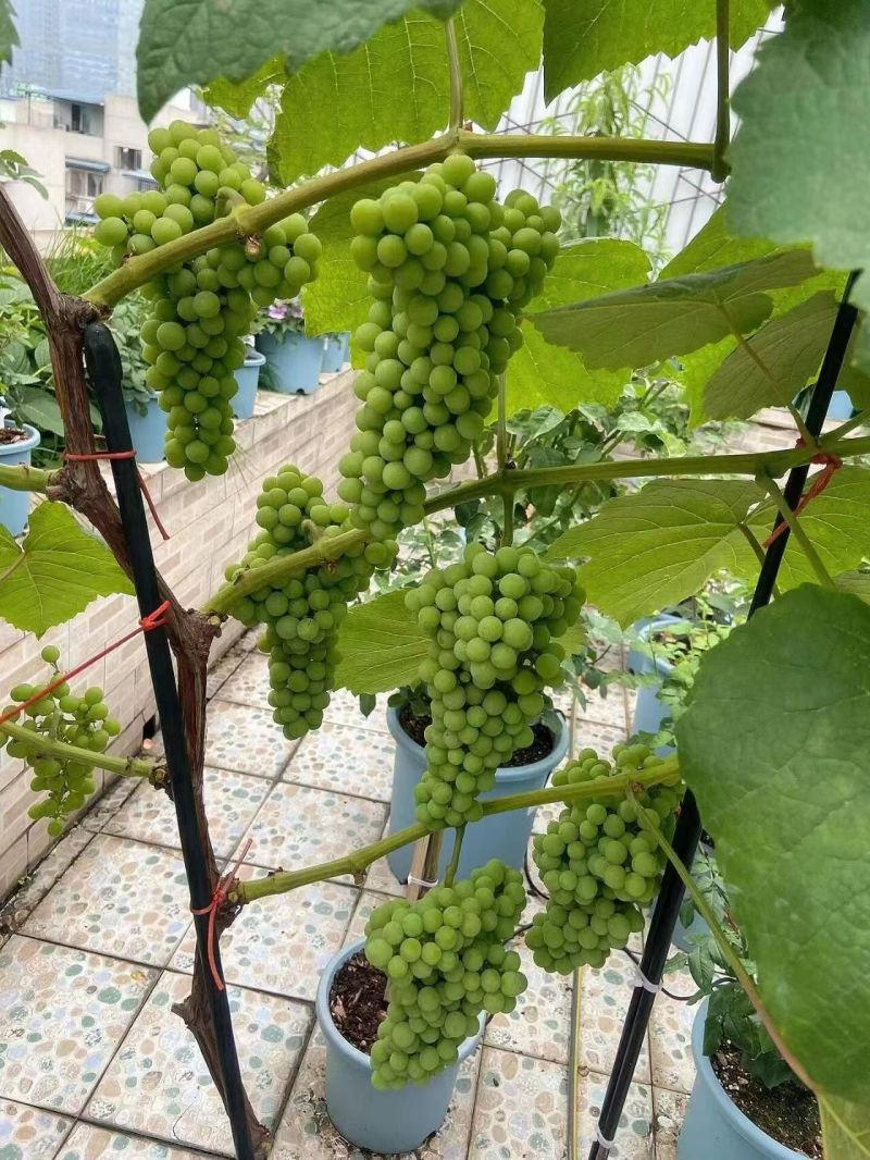 高效早熟葡萄，寒香蜜，树势强，结果率高，天然无核