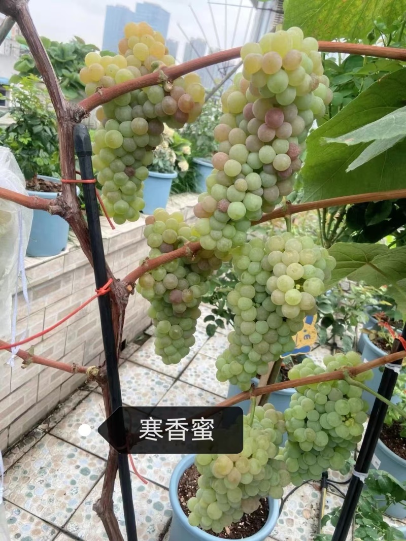 高效早熟葡萄，寒香蜜，树势强，结果率高，天然无核