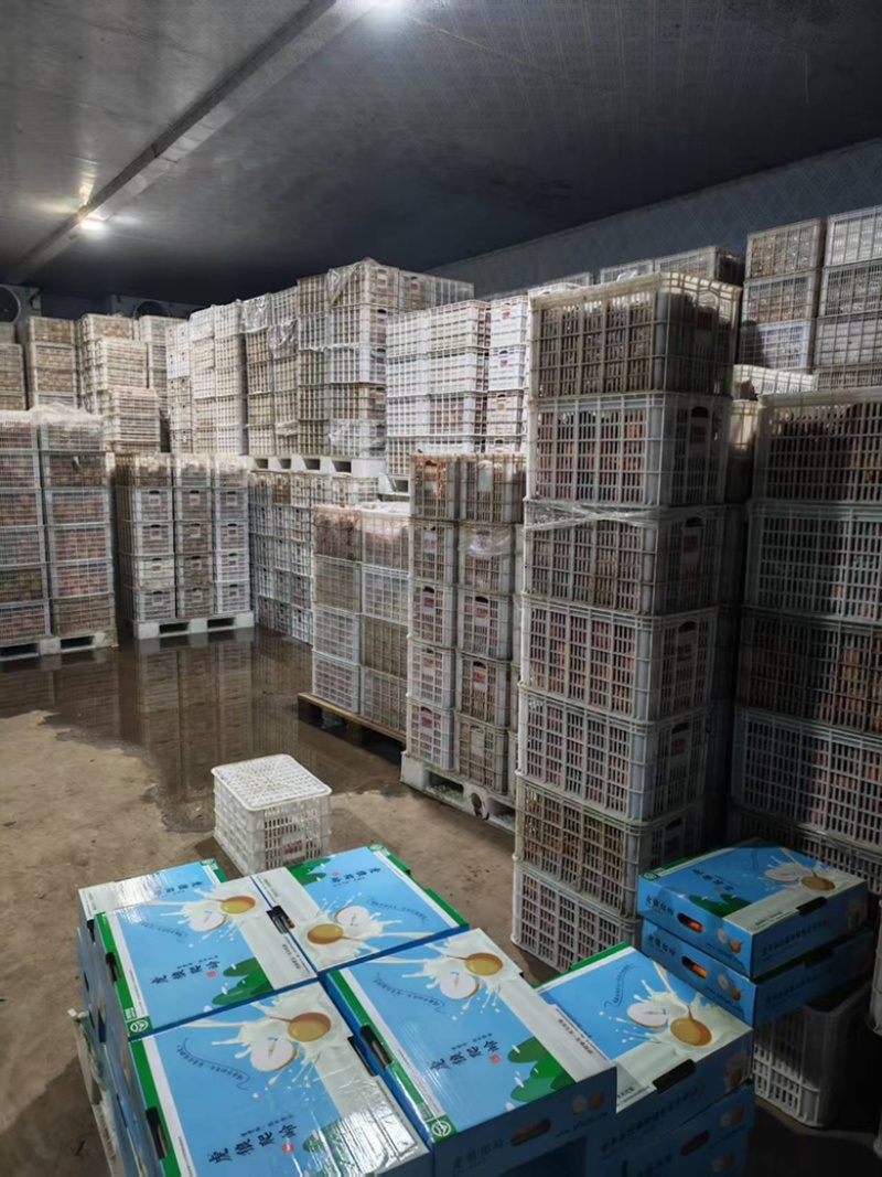 宝丰虎狼爬岭秋月梨质优价廉诚信经营全国发货