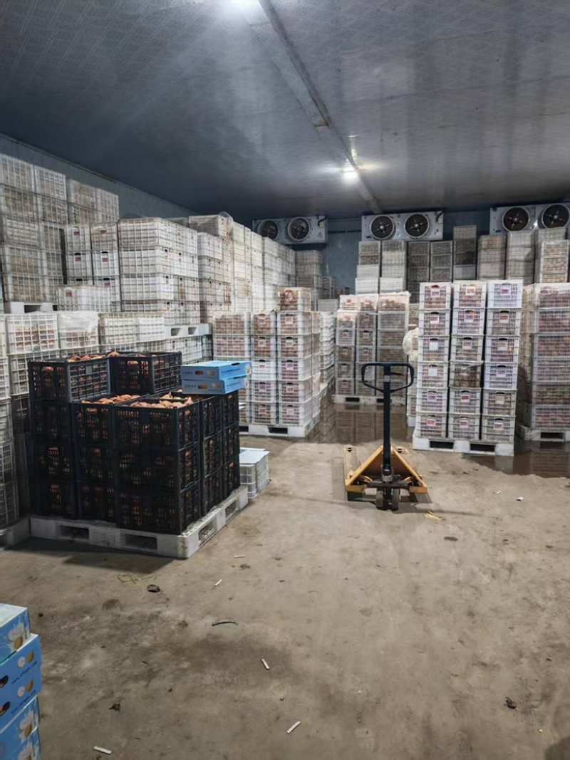 宝丰虎狼爬岭秋月梨质优价廉诚信经营全国发货