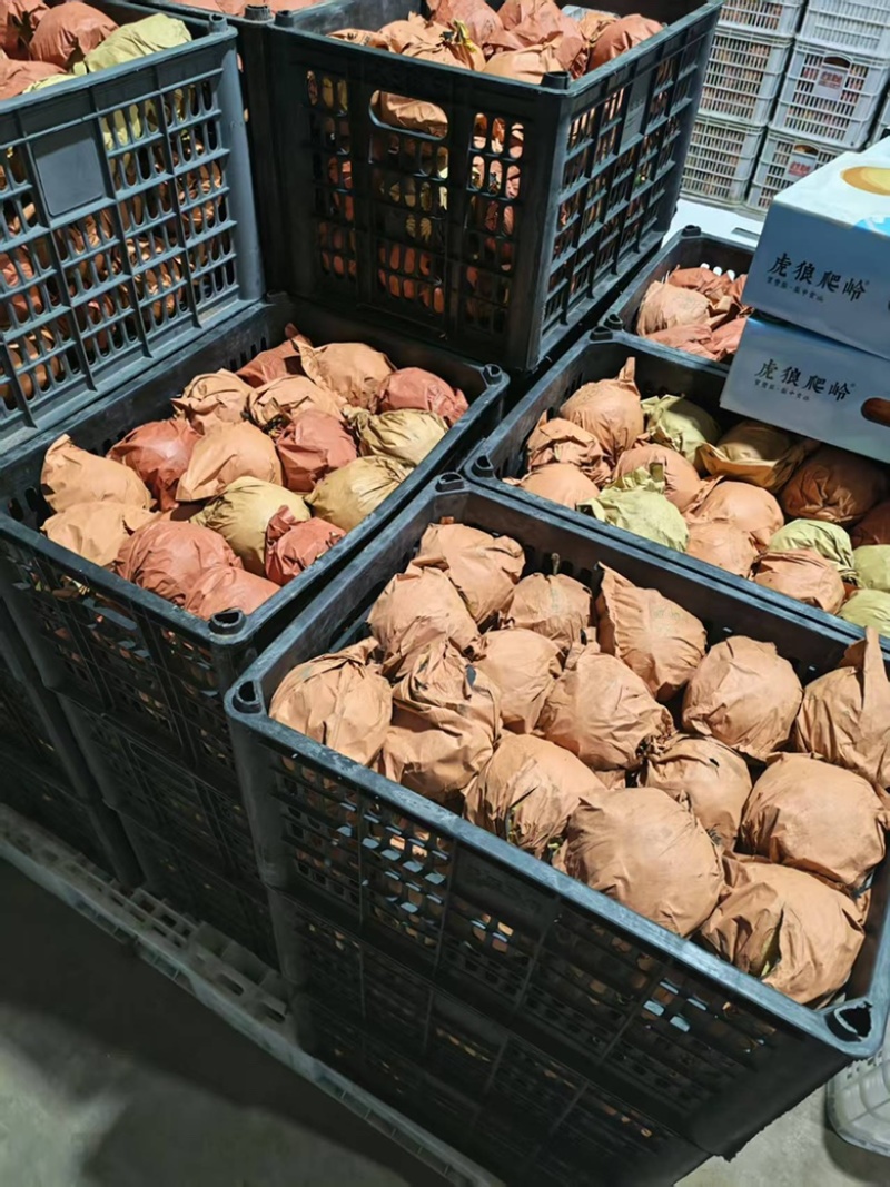 宝丰虎狼爬岭秋月梨质优价廉诚信经营全国发货