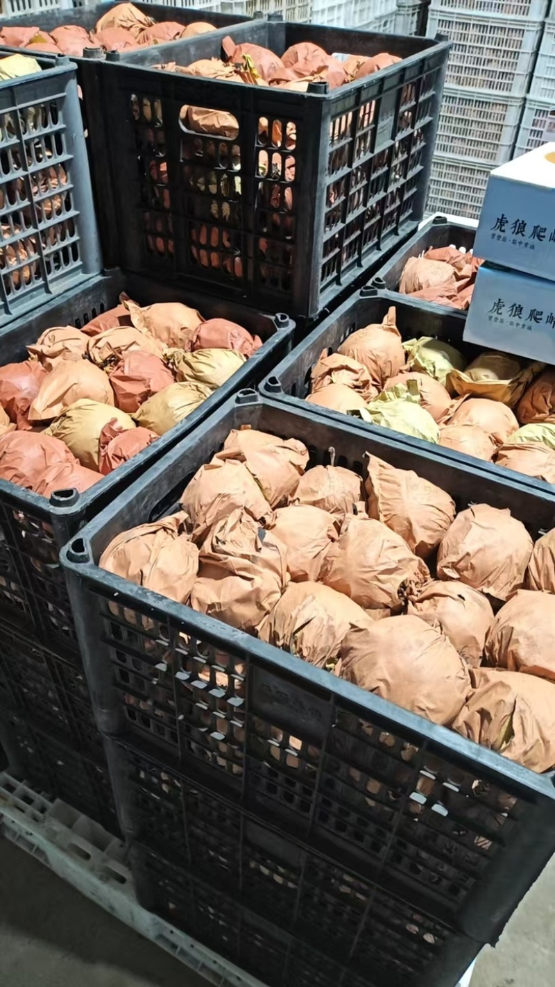 宝丰虎狼爬岭秋月梨质优价廉诚信经营全国发货