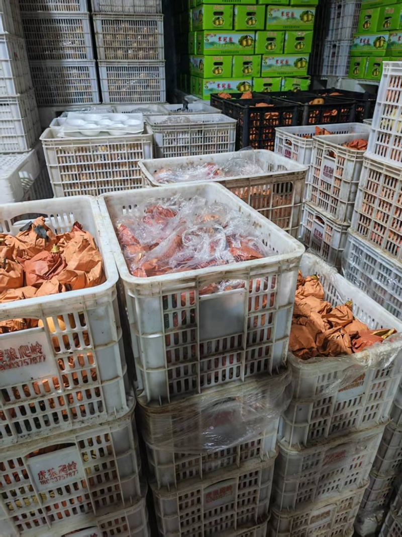 宝丰虎狼爬岭秋月梨质优价廉诚信经营全国发货