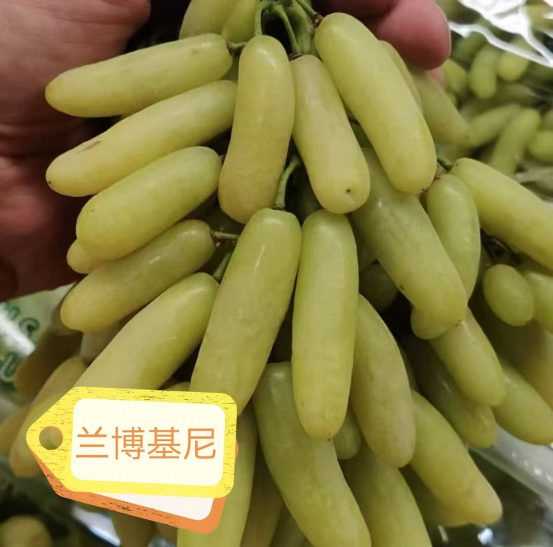 兰博基尼葡萄苗，长势旺，果肉脆硬，自然无核，果穗大