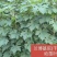 兰博基尼葡萄苗,长势旺,果肉脆硬,自然无核,果穗大