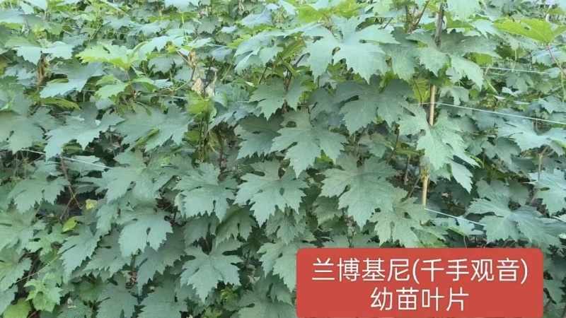 兰博基尼葡萄苗，长势旺，果肉脆硬，自然无核，果穗大