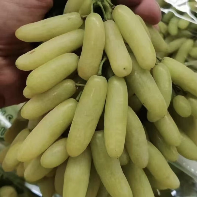 兰博基尼葡萄苗，长势旺，果肉脆硬，自然无核，果穗大