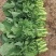 四川油菜苔一手货源，高品质，想盘的电话联系。
